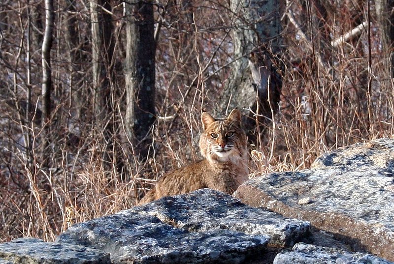 Virginia Skyline Drive BOBCAT-4851.jpg