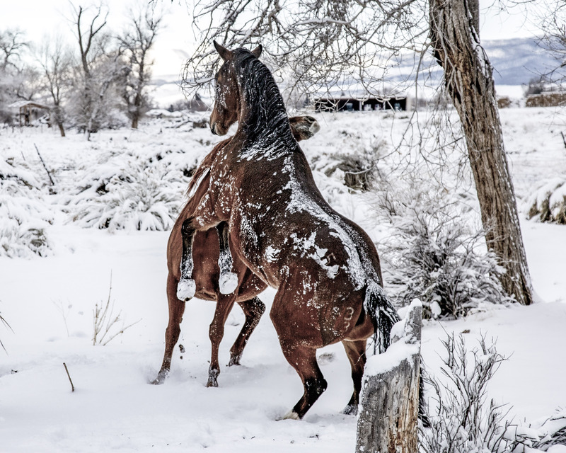W69 - 2021 12 15 Horseplay in the Snow.jpg