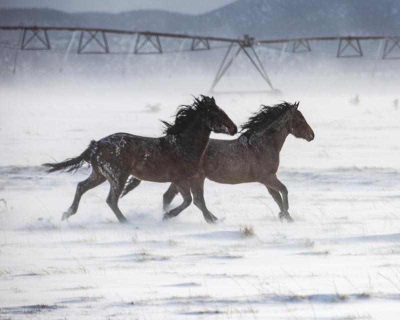 W71 - 2021 12 26 Running in the Elements 3.jpg