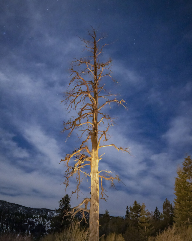 W78 - 2022 01 15 Beaver Mountain Dead Tree.jpg