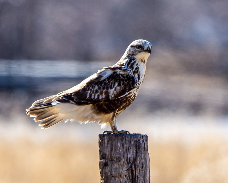 W80 - 2022 01 22 Greenville Hawk 2.jpg