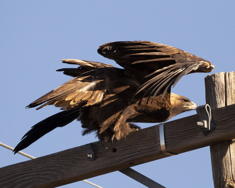 W84 - 2022 02 13 Minersville Golden Eagle.jpg