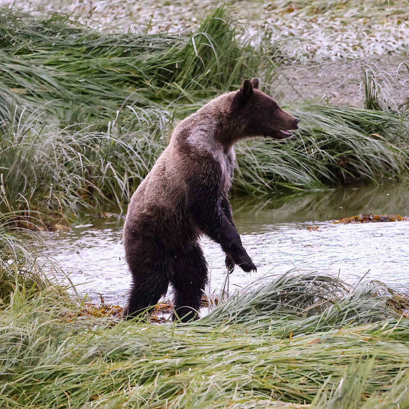 Walking Grizz(1).jpg
