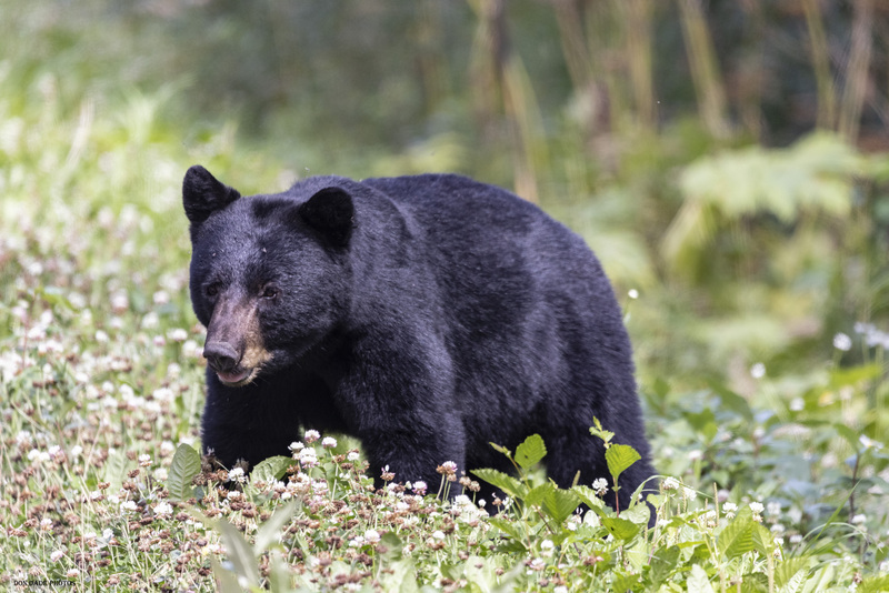 Walking the Clover.jpg :: Came accross this very friendly Black Bear near the Ningunsaw Provincial Park.  He was just hanging out eating clover along the side of the road.  Was able to spend 45 minutes with this beautiful animal before he wandered back into the woods.  I thanked him for his time and we went our separate ways.