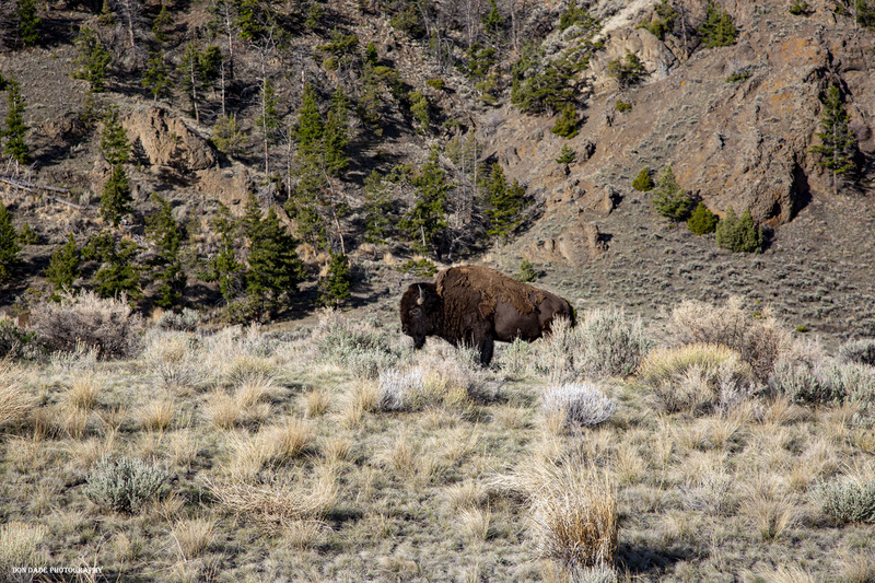 Wapiti Buffalo.jpg :: Wapiti Buffalo