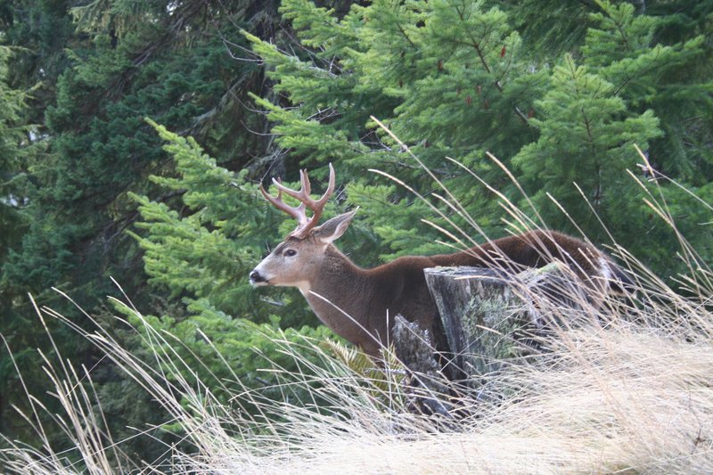 Washington Hurricane Ridge 043_43 (2).jpg