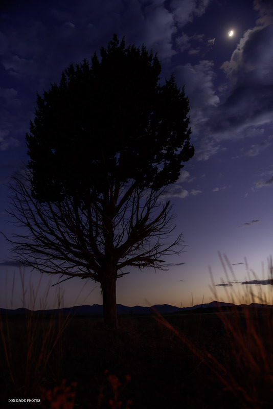 Western Sunset Tree.jpg