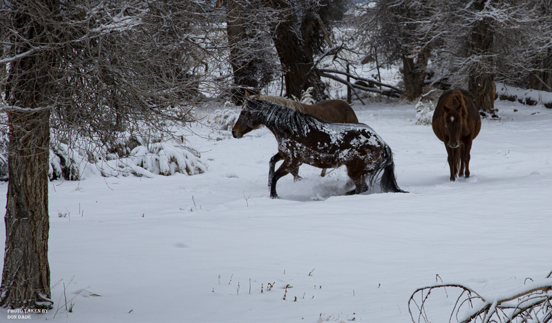 Winter Horse Play II.jpg
