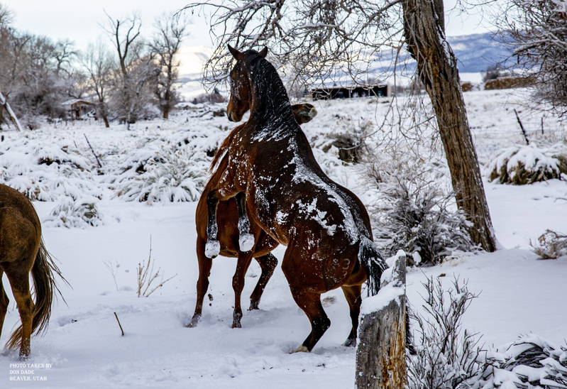 Winter Horse Play.jpg