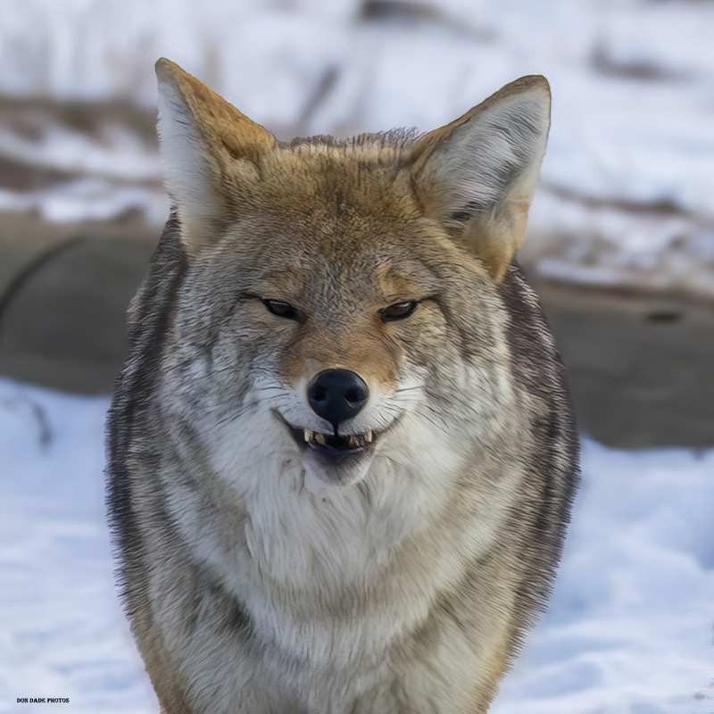 Wolf Teeth.jpg