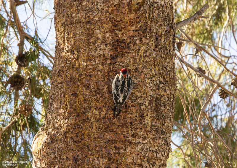 Woodpecker.jpg :: Woodpecker