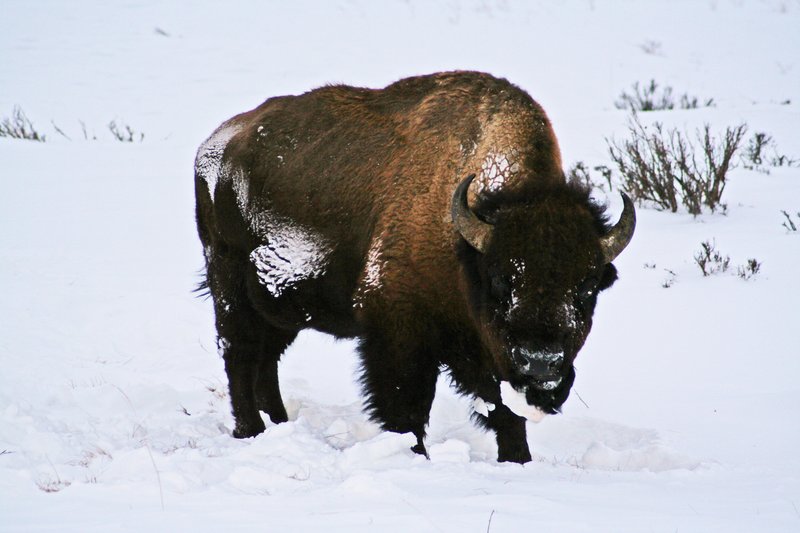 Wyoming Yellowstone BUFFALOW (5).jpg