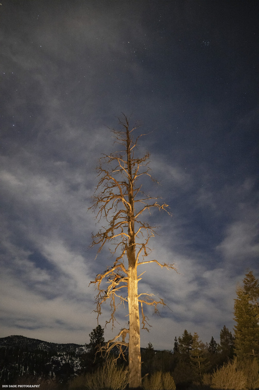 Ye Ol Tree To Heaven.jpg