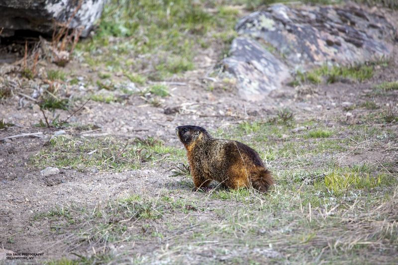 Yellow-Bellied Marmont.jpg :: Yellow-Bellied Marmont