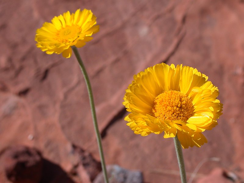 vegas_to_valley_of_fire 038.jpg