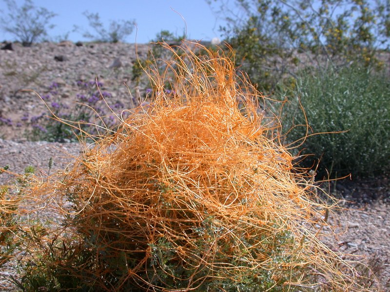 vegas_to_valley_of_fire 060.jpg