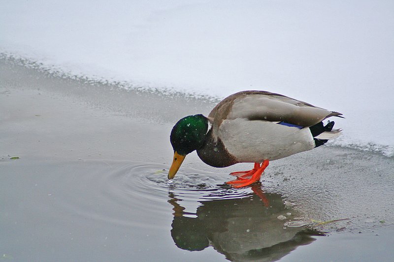 20071229-Duck.jpg