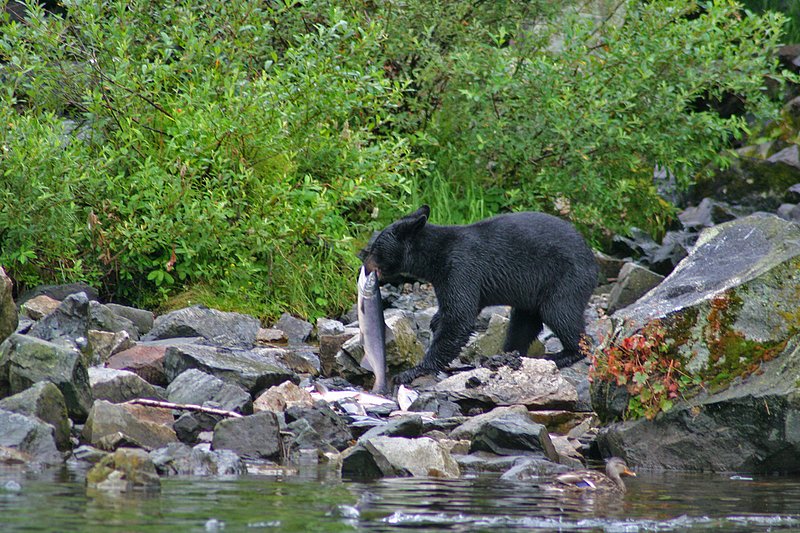 Alaska Big River Lake WL 070803 (213)2.jpg