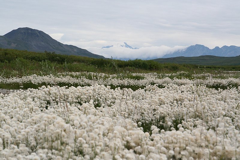 Alaska Denali Highway LS 070729 (57).jpg