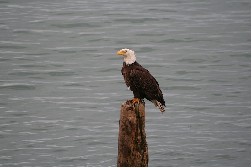 Alaska Homer WL 070802 (241)1.jpg