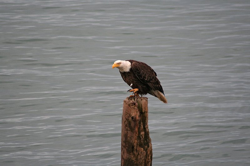 Alaska Homer WL 070802 (245)1.jpg