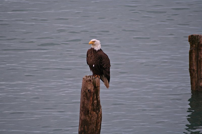 Alaska Homer WL 070802 (252)1.jpg