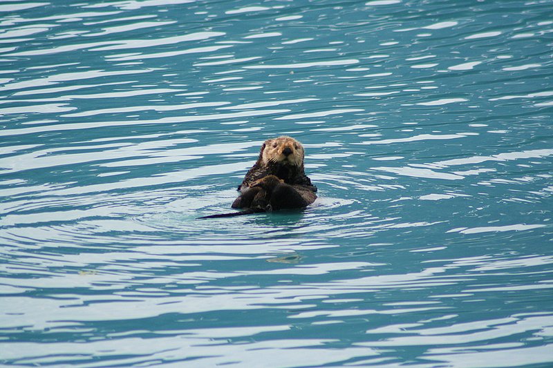 Alaska Prince William Sound WL 070726 (32).jpg