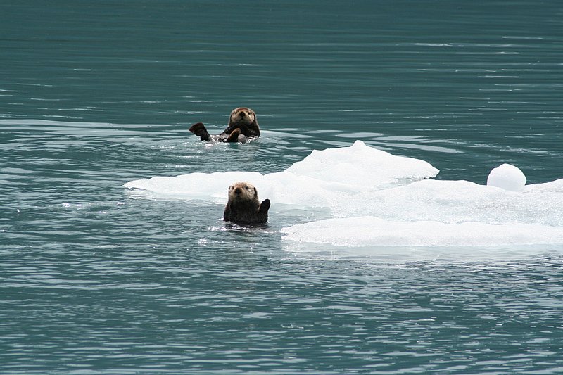 Alaska Prince William Sound WL 070726 (40).jpg