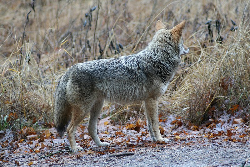 CALIFORNIA YOSEMITE WL 060101 (17).jpg
