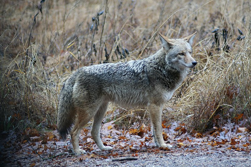 CALIFORNIA YOSEMITE WL 060101 (19).jpg