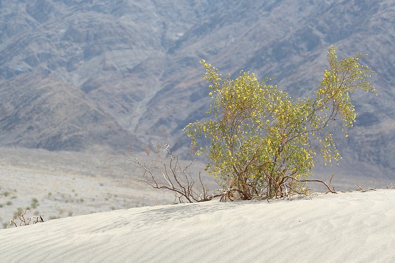 California Death Valley FL 060402 (36).jpg