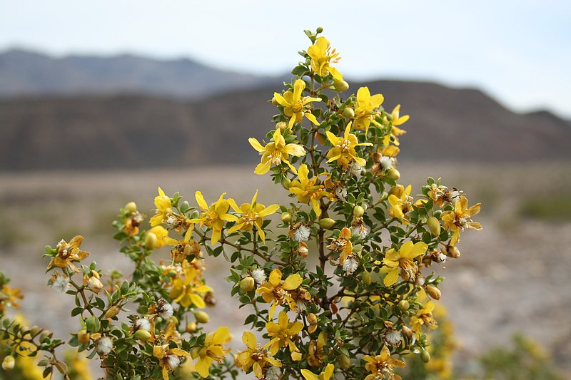 California Death Valley FL 060402 (40).jpg