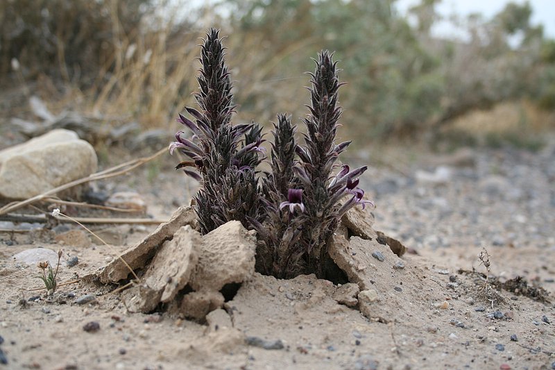 California Death Valley FL 060402 (9).jpg