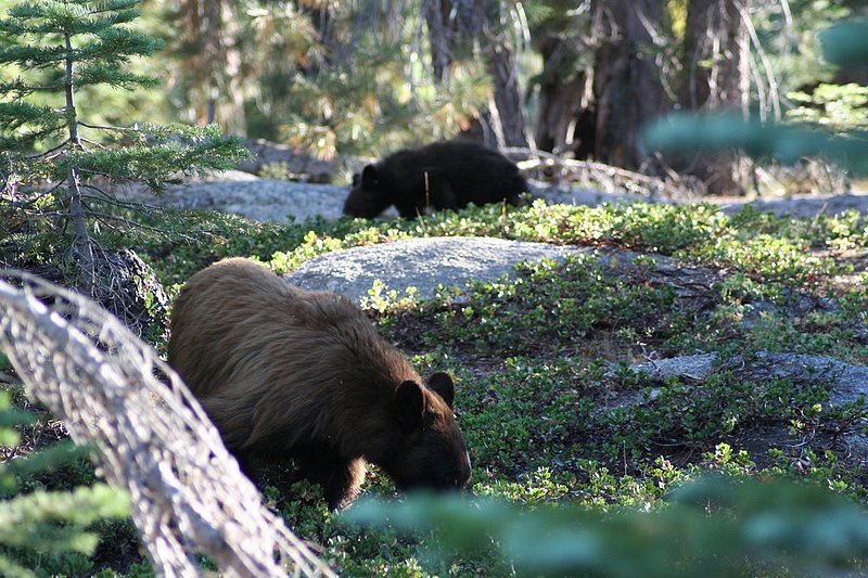 California Yosemite WL 070819 (155).jpg