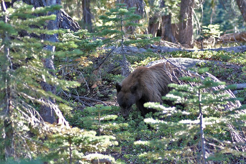 California Yosemite WL 070819a.jpg