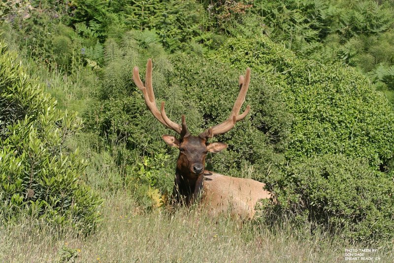 E 20080617 Elk.jpg