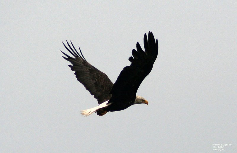E Alaska Homer WL 070802 (29).jpg
