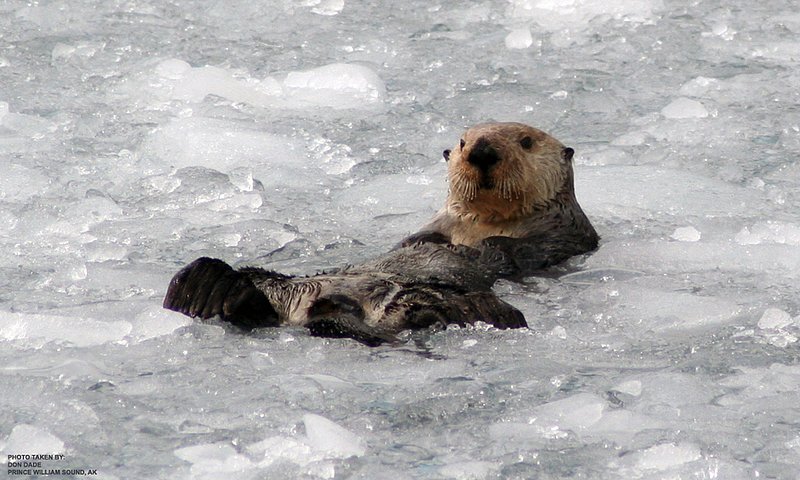 E Alaska Prince William Sound WL 070726 (19).jpg