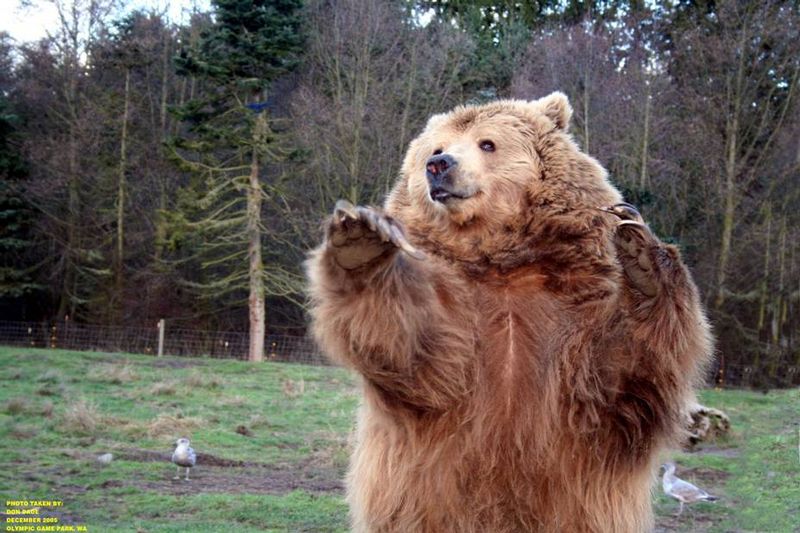 20060111a Bear Dungeness Washington.jpg
