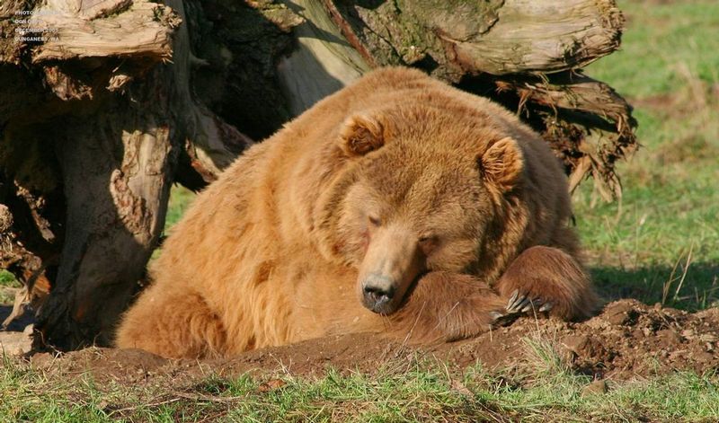 20070724a Bear Dungeness Washington1.jpg