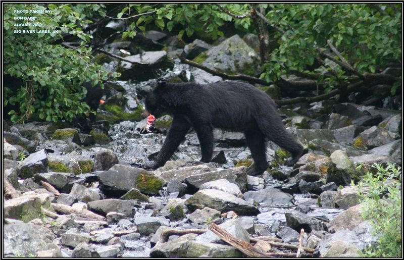 20070808 Bear Fishing Big River Lakes Alaska1.jpg