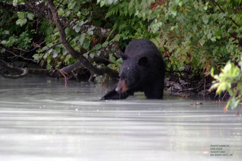 20071016 Bear Fishing Three River Lakes Alaska1.jpg