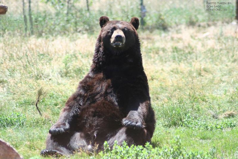 20080513 Sitting Bear Keystone South Dakota1.jpg
