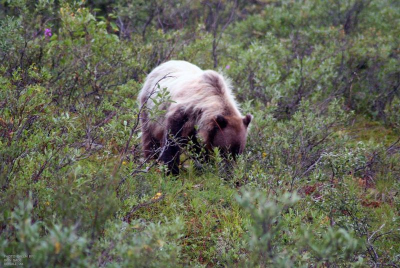 20081103 Bear Denali Alaska1.jpg