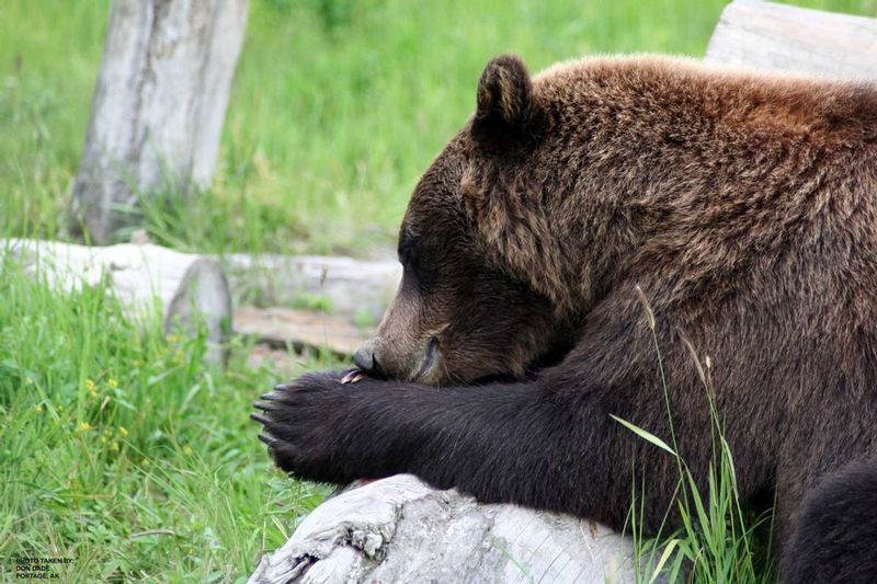20100413 Praying Bear1.jpg