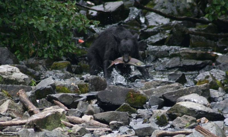 20100414 Black Bear Catching Salmon1.jpg