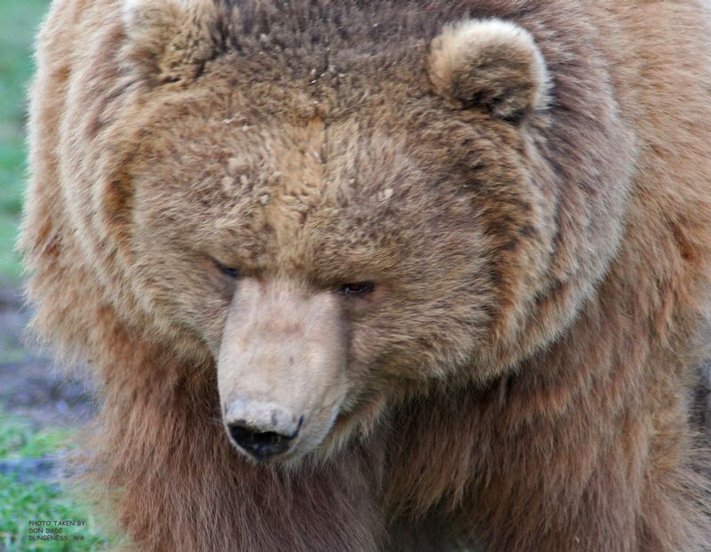 20111206 Bear Dungeness Washington1.jpg