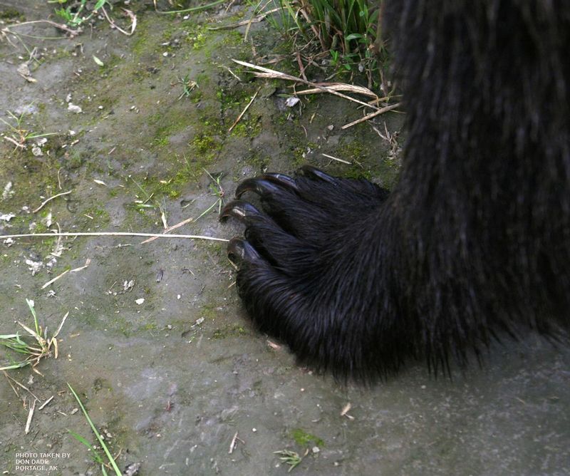 BEAR FOOTIN.jpg