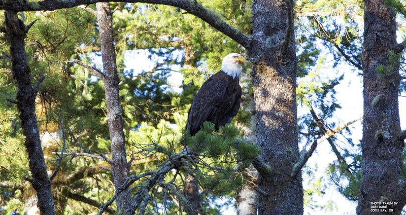 Coos Bay Eagle.jpg