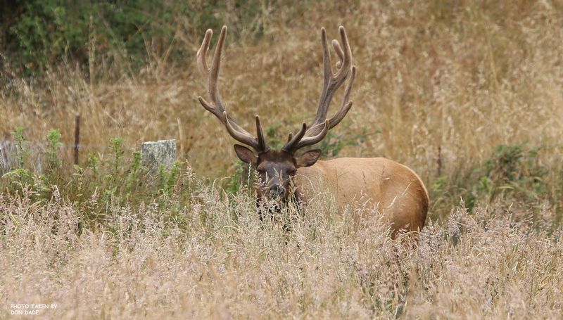 Elk1.jpg